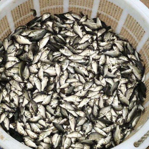 鯽魚苗 鯽魚苗批發(fā) 鯽魚苗廠家