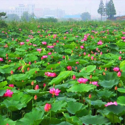 水生荷花苗種植基地