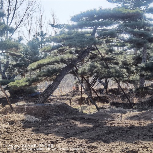 造型油松 造型油松種植基地 造型油松批發(fā)