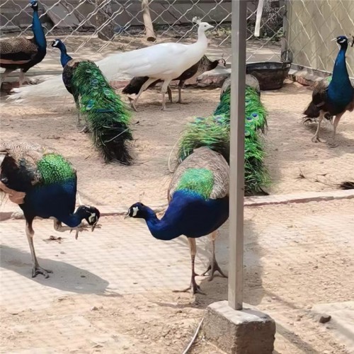 孔雀 養(yǎng)殖出售 景區(qū)動物園成年觀賞孔雀