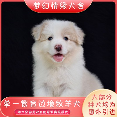 邊牧 邊牧犬 邊境牧羊犬