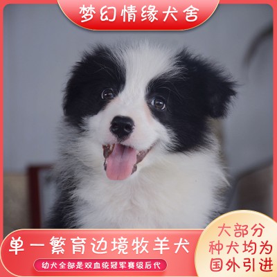 邊牧幼犬 邊牧幼犬價(jià)格 邊牧幼犬犬舍