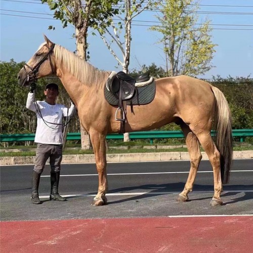 宏圖馬場 戶外騎乘大馬 純血統(tǒng)馬 大型馬 賽馬 馬匹 馬