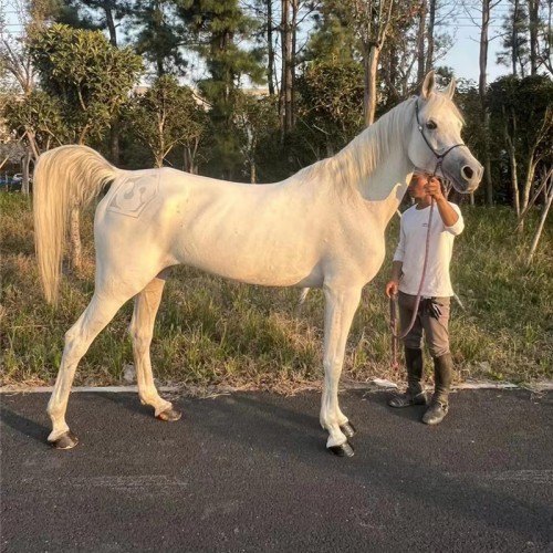 宏圖馬場 品種優(yōu)良成年大馬 競速賽馬 馴服馬 騎乘馬 馬