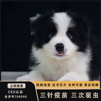 邊境牧羊犬