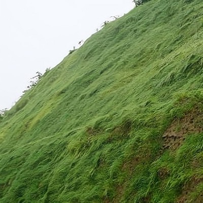 客土噴播 道路邊坡綠化恢復(fù)