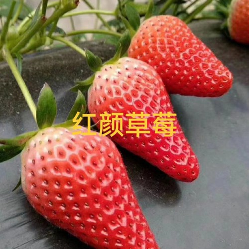 紅顏草莓苗優(yōu)質(zhì)品種